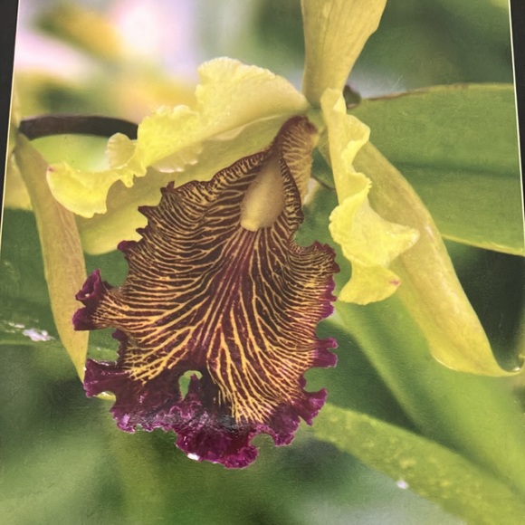 FOUR SEASONS OF ORCHIDS - Picture 3 of 10